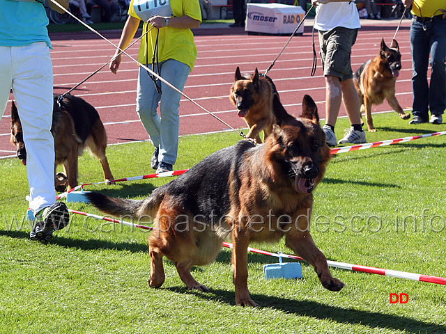 048.jpg - Dux Intercanina V6