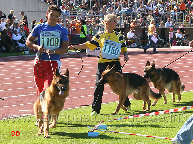 078.jpg - Elmo vom Hühnegrab V50, Zamp von der Urbecke V59, Shacka vom Götzberg V55