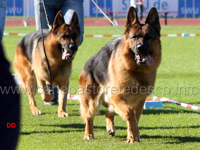 194.jpg - Cirrius v. Haus Thalie e Ballack zur Worringer Rheinaue