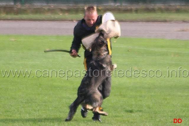 095.jpg - Anny di Dranael. Difesa del cane durante la fase di vigilanza