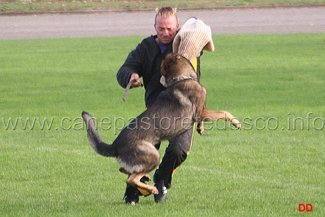 135.jpg - Ex. Difesa del cane durante la vigilanza (riaffronto)