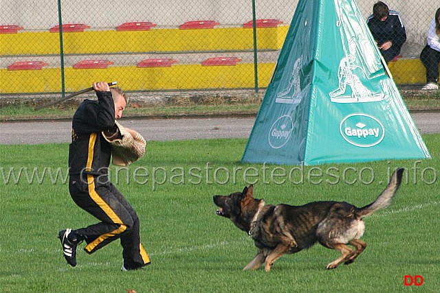 141.jpg - Ex. Attacco al cane durante la condotta da dietro.