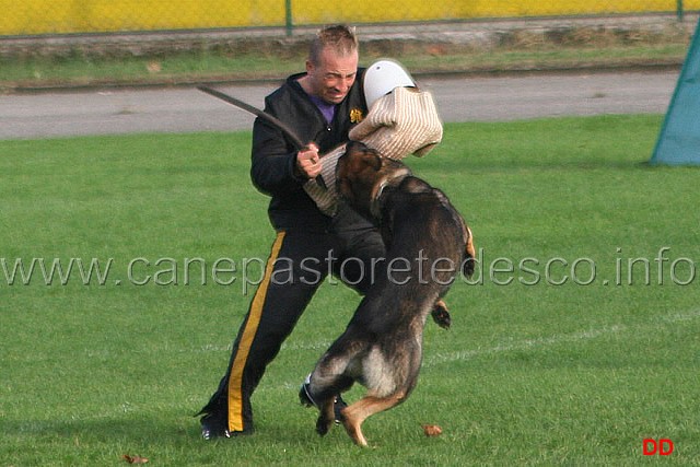 143.jpg - Ex. Attacco al cane durante la condotta da dietro.