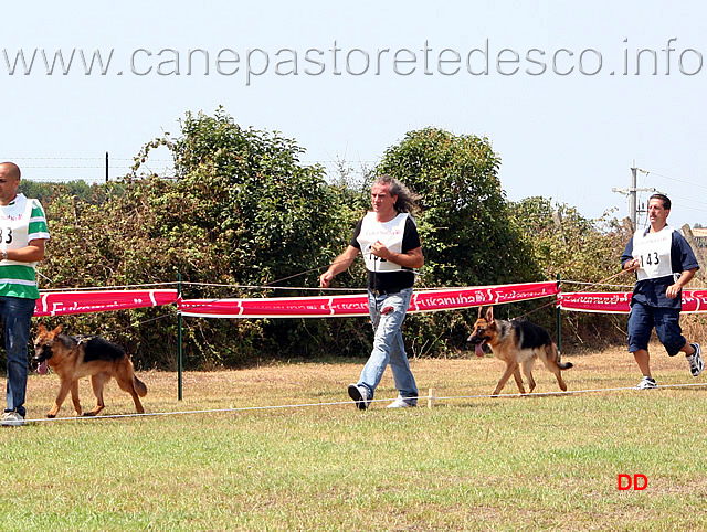 071.jpg - Classe Cucciolone femmine Hodessa dei Lotito e Asia