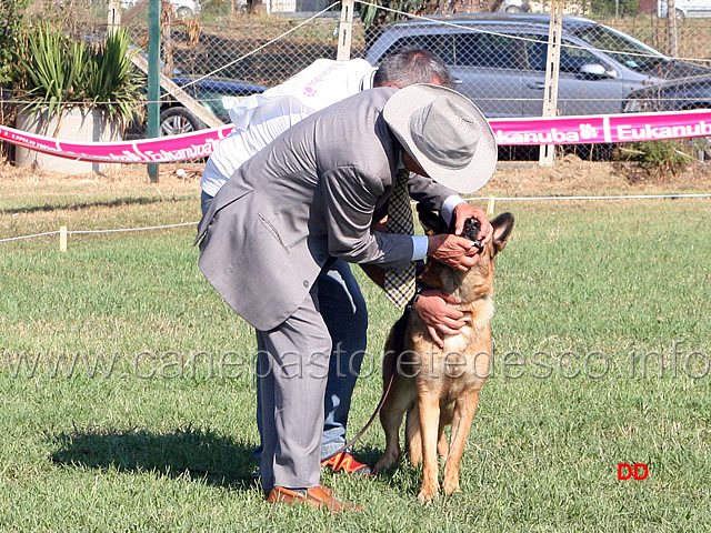 344.jpg - Il giudice Salvatore Capetti controlla personalmente la dentatura dei cani