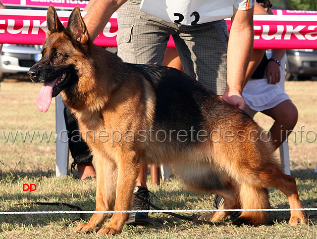 309.jpg - Adulte femmine 2  Blanka della Gens Pontina