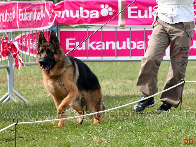 061.jpg - Cuccioloni maschi Enzo degli Achei