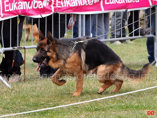 063.jpg - Cuccioloni maschi Enzo degli Achei