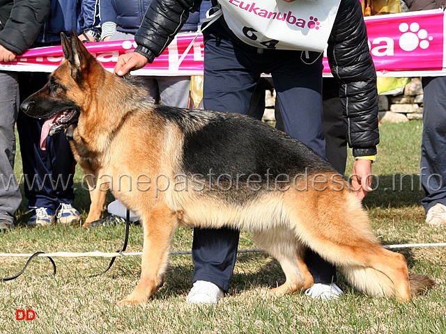 087.jpg - Giovanissime femmine 3 Fenia dei Lotito