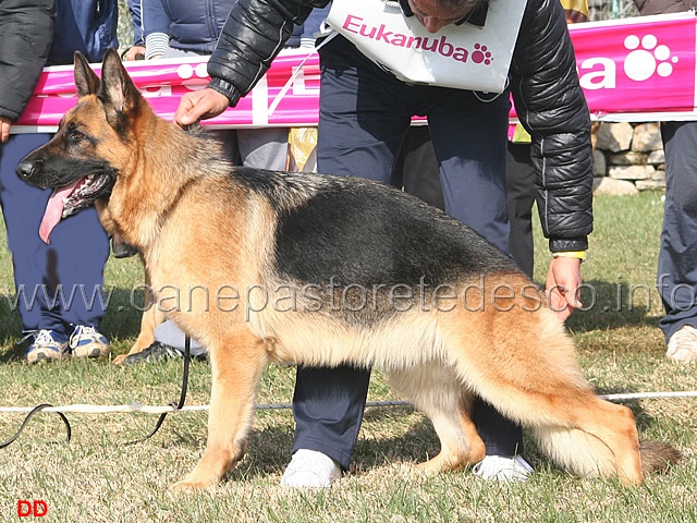 088.jpg - Giovanissime femmine 3 Fenia dei Lotito