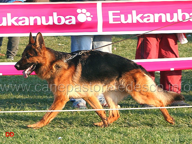 119.jpg - Giovani maschi Dax Intercanina