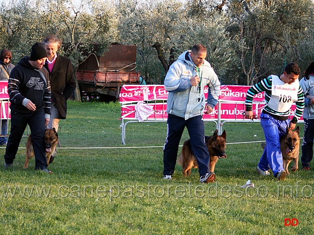 140.jpg - Adulte femmine