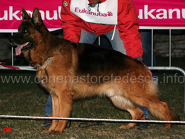 155.jpg - Adulti maschi 1 Roy Terrae Lupiae