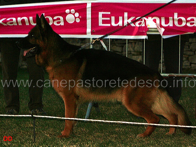 156.jpg - Adulti maschi 2 Arro Delori