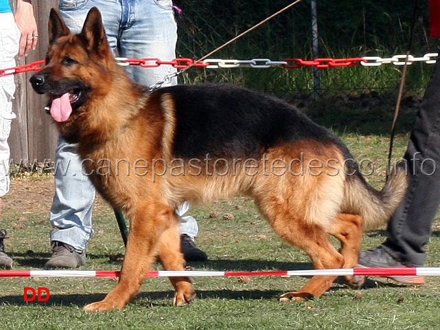 dex-von-hinterwiese.jpg - Dex von der  Hinterwiese