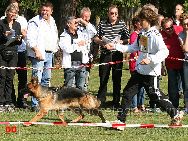 fady-du-domaine-de-sanctae-crucis.jpg - Cucciolone femmine (NWKL H) Fady du Domaine de Sanctae Crucis