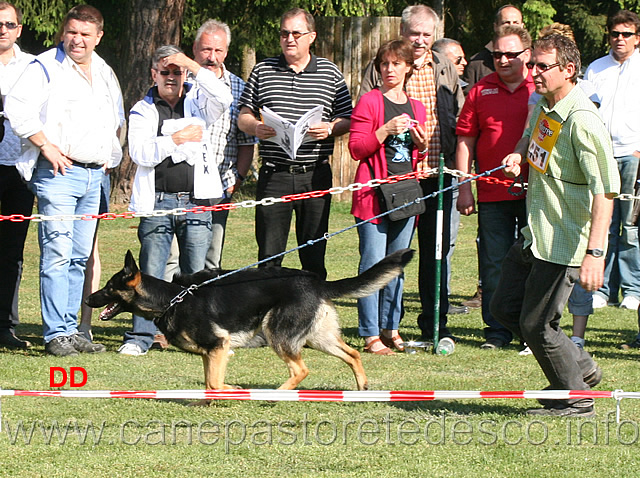 gina-aus-dem-elbtal.jpg - Cucciolone femmine (NWKL H) Gina aus dem Elbtal