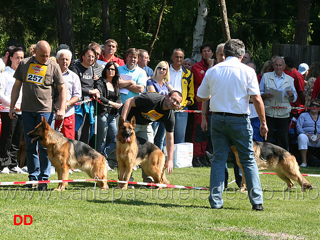 partenza-giovani-femmine-05.jpg - Partenza Giovani femmine (JHKL H): Finetta Huhnegrab e Quendy dei Verdi Colli