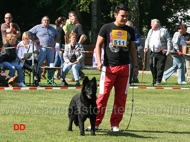 roberto-caputi-con-wespe-arlett.jpg - Classe Cucciolone femmine a pelo lungo (NWKL H Langst.) Roberto Caputi con Wespe von Arlett