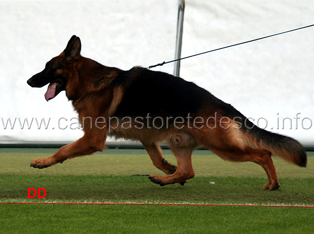 furbo-degli-achei-02.jpg - Furbo degli Achei