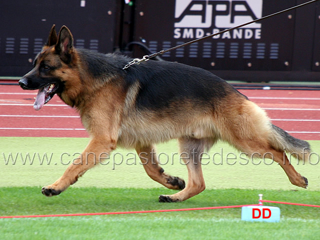 geronimo-vom-amur-03.jpg - Geronimo vom Amur V26 GHKL R