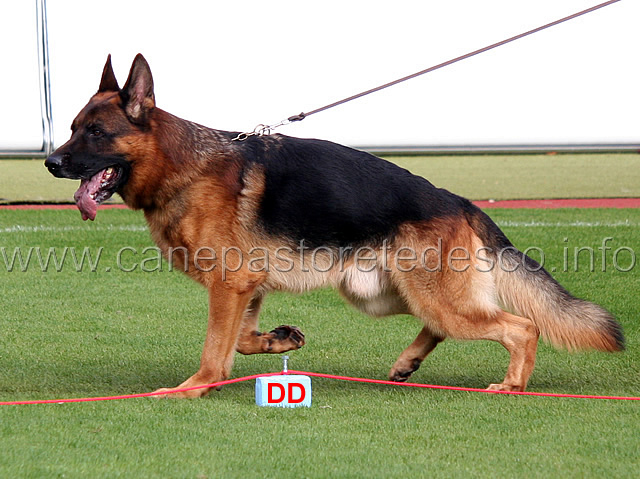 tyson-vom-koettersbusch-04.jpg - Tyson vom Koettersbusch