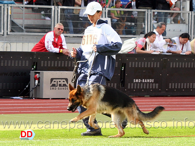 boogie-vom-larchenhain.jpg - Boogie vom Larchenhain SG63 JKL H