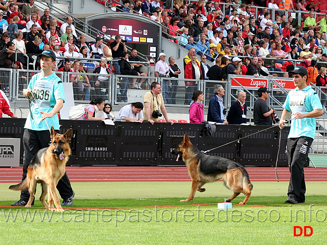 caesaro-aus-agrigento-e-amir-vom-ritterberg.jpg - Caesaro aus Agrigento SG53 JKL R e Amir vom Ritterberg SG65 JKL R
