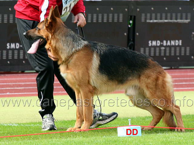 djalsam-s-yankie-02.jpg - Djalsam's Yankie SG60 JHKL R