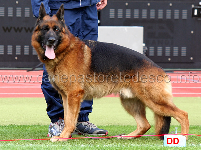 paer-vom-hasenborn-03.jpg - Paer vom Hasenborn VA13 GHKL R