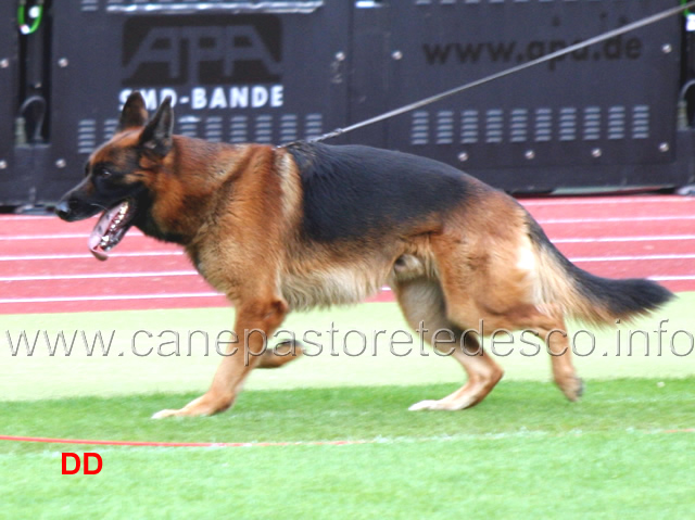 paer-vom-hasenborn-04.jpg - Paer vom Hasenborn VA13 GHKL R