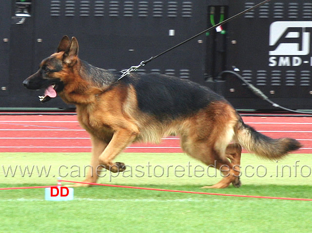 pizarro-von-bad-boll-03.jpg - Pizarro von Bad Boll SG14 JKL R