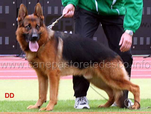 team-malboro-tiger-03.jpg - Team Malboro Tiger V13 GHKL R