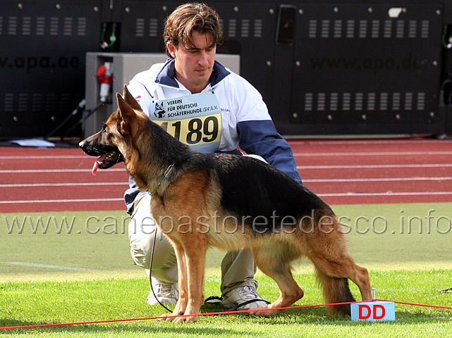 tiana-vom-osterberger-land-02.jpg - Tiana vom Osterberger Land SG55 JHKL H