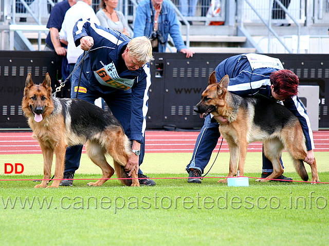 yudi-von-der-kleinen-birke-e-molly-laabergau.jpg - Yudi von der kleinen Birke e Molly Laabergau