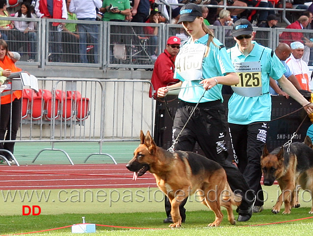 zoey-vom-romerland.jpg - Zoey vom Romerland SG143 JHKL H