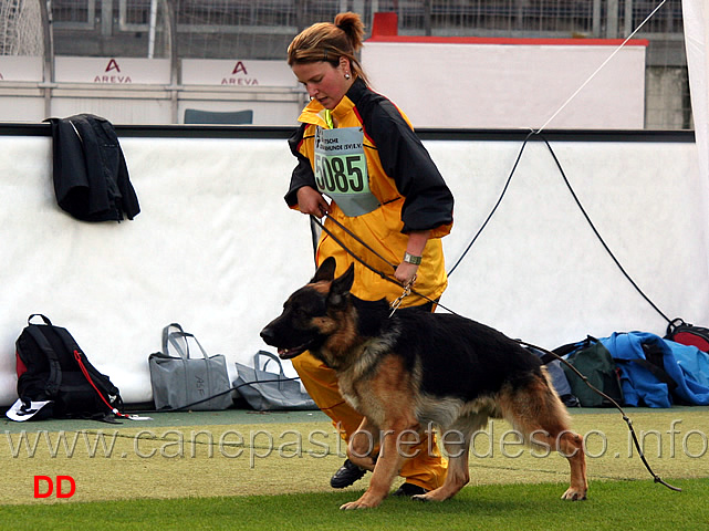 zorro-vom-ritterberg.jpg - Zorro vom Ritterberg SG17 JKL R