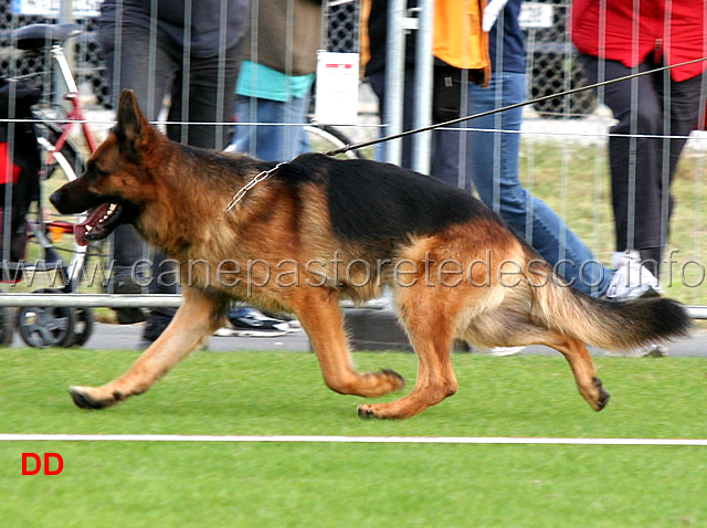 remo-vom-fichtenschlag-VA2-ghkl-r-6.jpg - Remo vom Fichtenschlag VA2 GHKL R