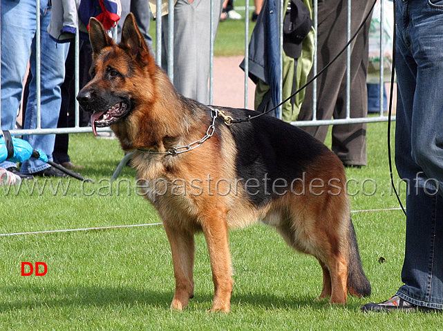 ritchi-vom-eichenplatz.jpg - Ritchi vom Eichenplatz SG11 JHKL R