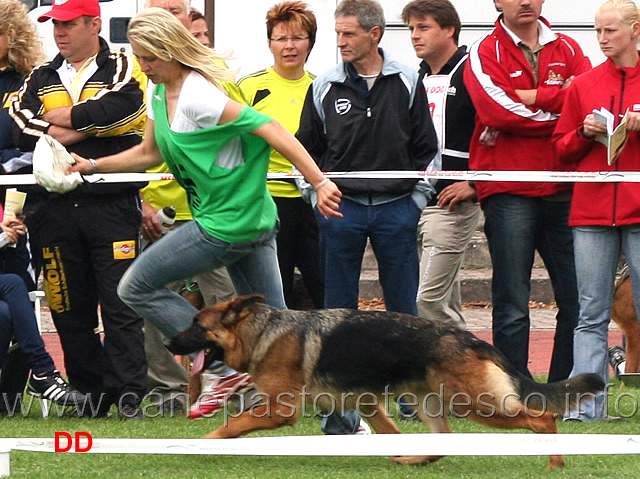v3-lara-von-regina-pacis-04.jpg - V3 Lara von Regina Pacis (Tyson vom Köttersbusch - Coco von Regina Pacis)