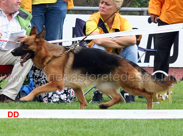 va5-frau-di-zenevredo-02.jpg - VA5 Frau di Zenevredo (Furbo degli Achei - Jemy di Zenevredo)