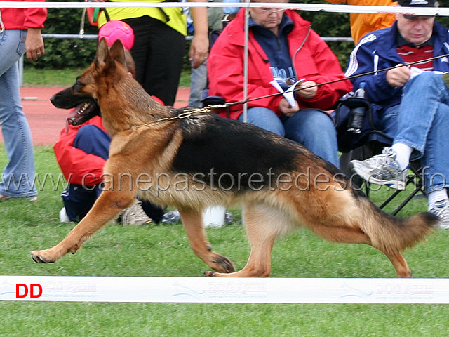 va5-frau-di-zenevredo-03.jpg - VA5 Frau di Zenevredo (Furbo degli Achei - Jemy di Zenevredo)