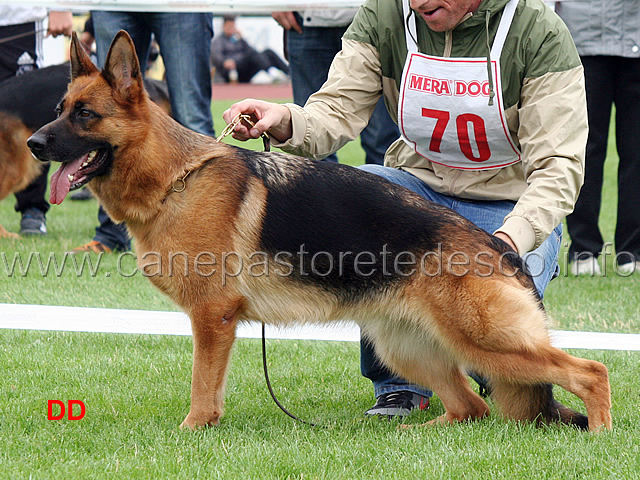 va5-frau-di-zenevredo.jpg - VA5 Frau di Zenevredo (Furbo degli Achei - Jemy di Zenevredo)