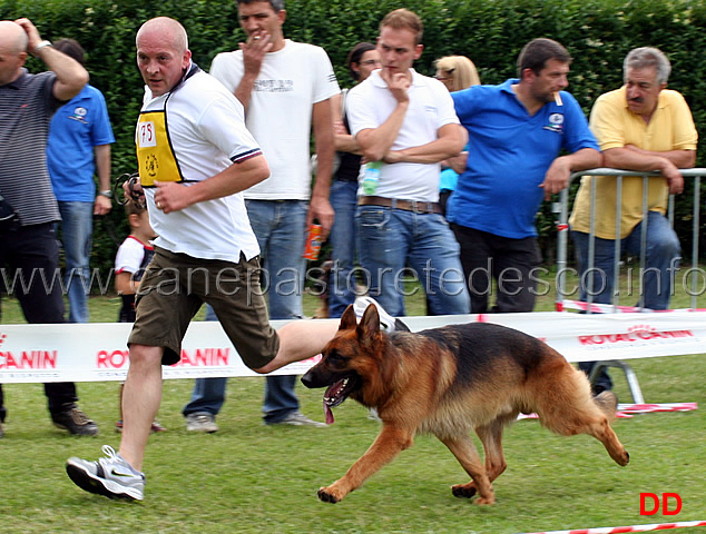 v48-ringo-crveni-mayestoso-02.jpg - V48 Ringo Crveni Mayestoso (Ober von Bad-Boll - Crissy von der Liebeswarte)