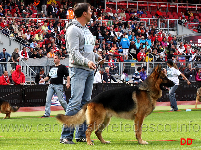 va12-ballack-zur-worringer-rheinaue-04.jpg - VA12 Ballack zur Worringer Rheinaue (Odin vom Holtkämper Hof - Grappa zur Worringer Rheinaue)