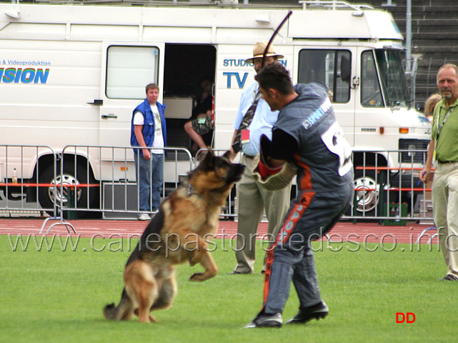 014.jpg - Vigu Urbecke V67 Un esempio di un attacco valutato con il pronunciato con il cane che perde la presa e poi recupera