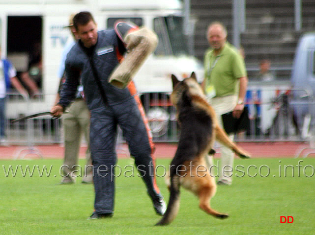 015.jpg - Vigu Urbecke V67 Un esempio di un attacco valutato con il pronunciato con il cane che perde la presa e poi recupera