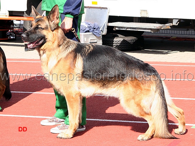 026_.jpg - Ulfo von Winnloh SG61 JHKL R
