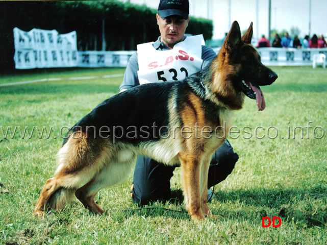 1mb-giovanissimi-teo-della-valcuvia.jpg - Classe Giovanissimi maschi 1 MB Teo della Valcuvia (Mack Aducht-Simba della Valcuvia)