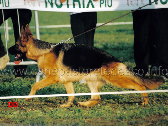 assia-di-val-nervia.jpg - Classe Cucciolone femmine 1 MB Assia di Val Nervia (Irk della Valcuvia-Ela di Casa Beggiato)